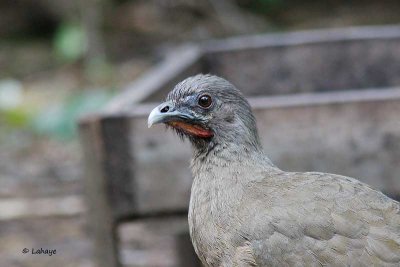 Ortalide chacamel / Plain Chachalaca