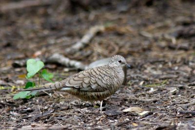 Colombe inca / Inca Dove