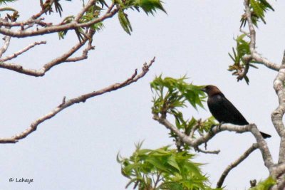 Vacher à tête brune / Brown-headed Cowbird
