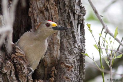 Pic à front doré / Golden-fronted Woodpecker