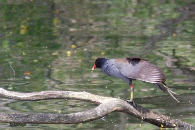 Gallinule poule-d'eau / Common Moorhen
