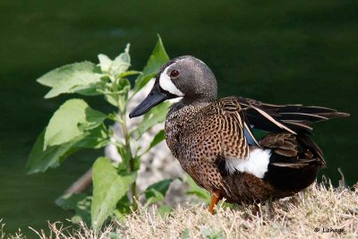 Sarcelle à ailes bleues / Blue-winged Teal