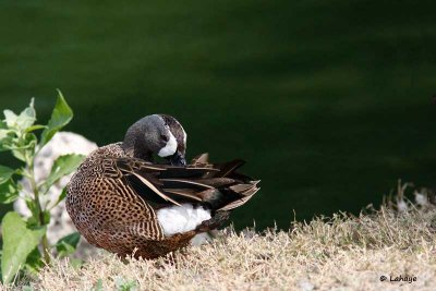 Sarcelle à ailes bleues / Blue-winged Teal