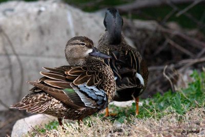 Sarcelle à ailes bleues / Blue-winged Teal