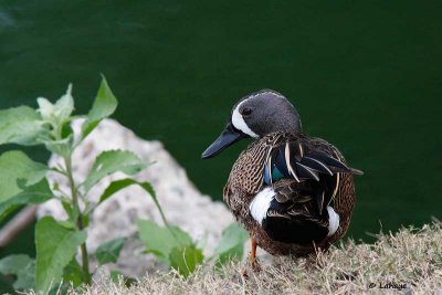 Sarcelle à ailes bleues / Blue-winged Teal