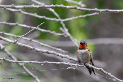 Colibri à gorge rubis / Ruby-throated Hummingbird