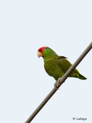 Conure verte / Green parakeet