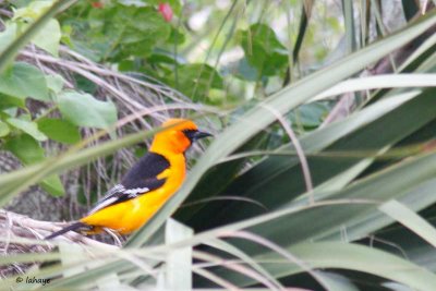 Oriole à gros bec / Altamira Oriole