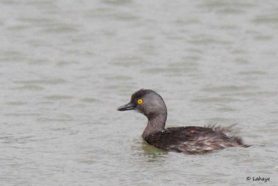 Grèbe minime / Least Grebe