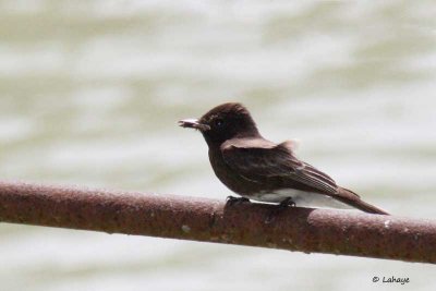 Moucherolle noir / Black Phoebe