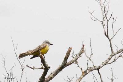 Tyran de Couch / Couch's Kingbird