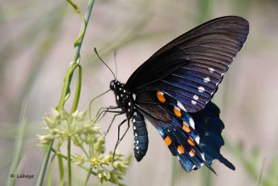 Machaon Pipevine / Battus philenor / Pipevine Swallowtail