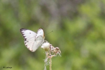 Pieride du tapier / Great Southern White/ Ascia monuste