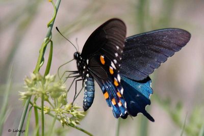 Machaon Pipevine / Battus philenor / Pipevine Swallowtail