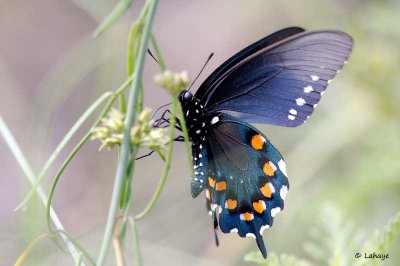 Machaon Pipevine / Battus philenor / Pipevine Swallowtail
