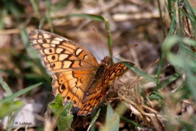 Fritillaire panachée / Papilio Claudia