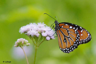 Papillon reine / Queen Butterfly