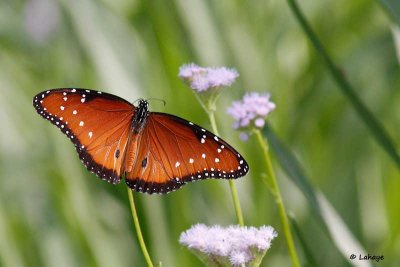 Papillon reine / Queen Butterfly