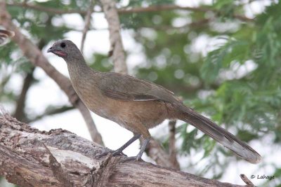 Ortalide chacamel / Plain Chachalaca