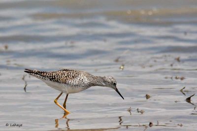 Petit chevalier / Lesser Yellowlegs