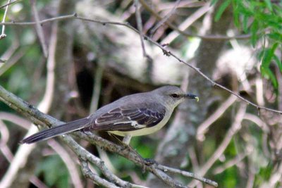Moqueur polyglotte / Northern Mockingbird