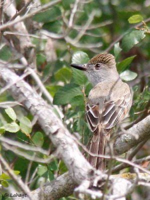 Tyran de Wied / Brown-crested Flycatcher