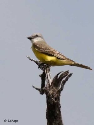 Tyran de Couch / Couch's Kingbird