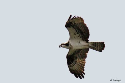 Balbuzard pecheur / Osprey
