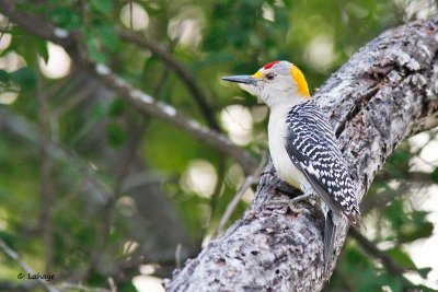 Pic à front doré / Golden-fronted Woodpecker