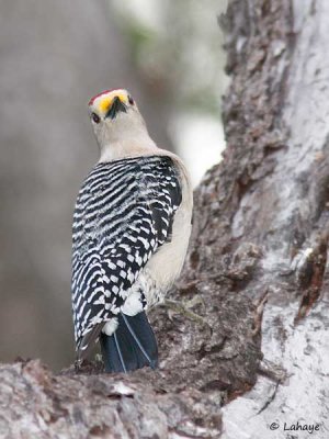 Pic à front doré / Golden-fronted Woodpecker