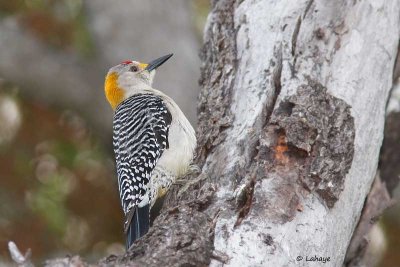 Pic à front doré / Golden-fronted Woodpecker