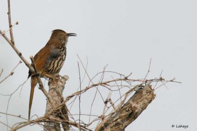 Moqueur à long bec / Long-billed Thrasher