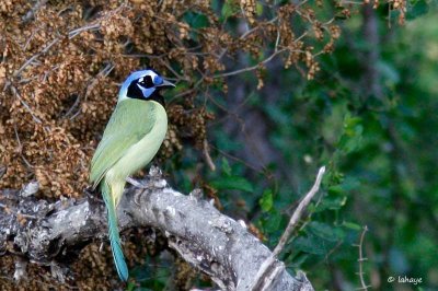 Geai vert / Green Jay