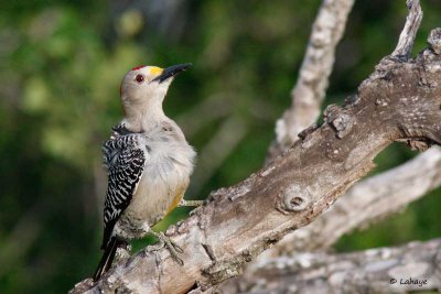 Pic à front doré / Golden-fronted Woodpecker