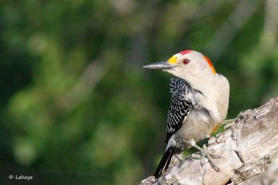 Pic à front doré / Golden-fronted Woodpecker