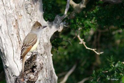 Tyran de Wied / Brown-crested Flycatcher