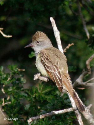 Tyran de Wied / Brown-crested Flycatcher