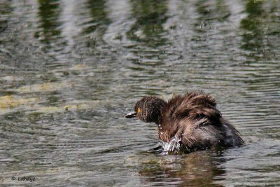 Grèbe minime / Least Grebe