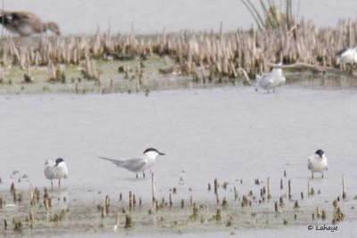 Sternes hansel / Gull-billed Tern