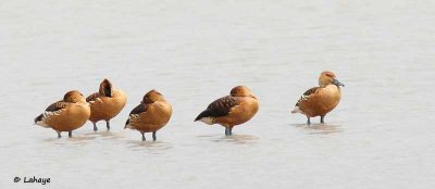 Dendrocygnes fauves / Fulvous Whistling-Duck