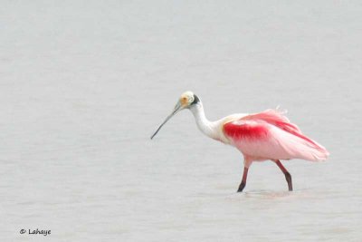 Spatule rosée / Roseate Spoonbill