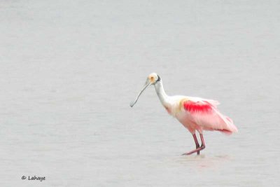 Spatule rosée / Roseate Spoonbill