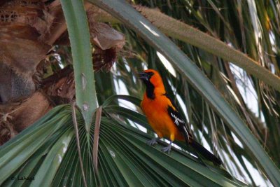 Oriole à gros bec / Altamira Oriole
