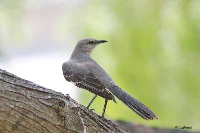 Moqueur polyglotte / Northern Mockingbird