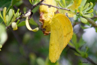 Cloudless sulphur ?