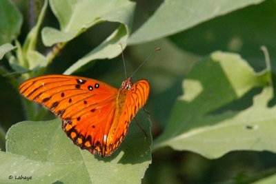 Agraulis vanillae / Gulf Fritillary