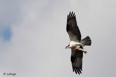 Balbuzard pêcheur / Osprey