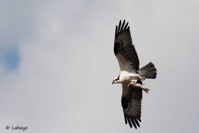 Balbuzard pcheur / Osprey