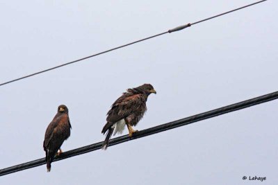 Buse de Harris / Harris's Hawk