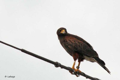 Buse de Harris / Harris's Hawk